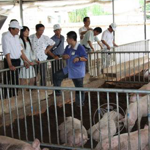 365体育畜牧设备前往越南华越公司到实际猪场参观